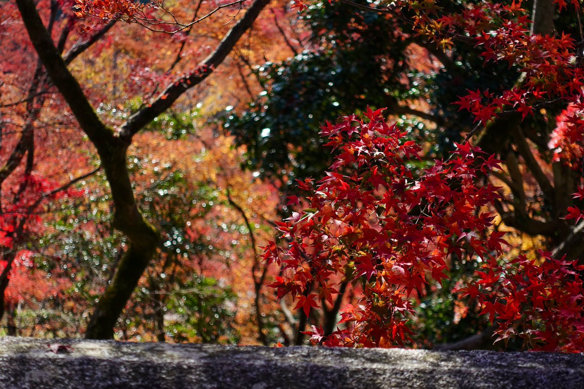京都の紅葉 建仁寺 両足院 東福寺 勝林寺 光明院 妙法院 智積院 清水寺 Togetter