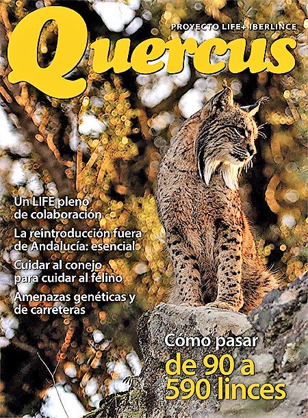 Los técnicos del proyecto #LIFE #Iberlince cuentan en un especial de <a href="/RevistaQuercus/">Quercus</a> cómo pasar de 90 a 590 ejemplares 🐱 
➡️ bit.ly/2KYX8kh #LIFEprogramme #IberianLynx