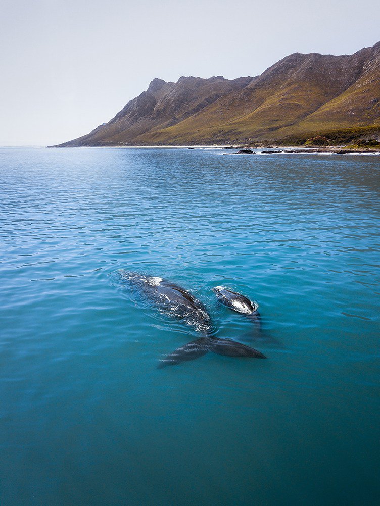 CapeSecret's tweet photo. 5 of the Best Ways to See Whales around Cape Town https://t.co/2pwW4ZxACu https://t.co/Sgb95q0wtc