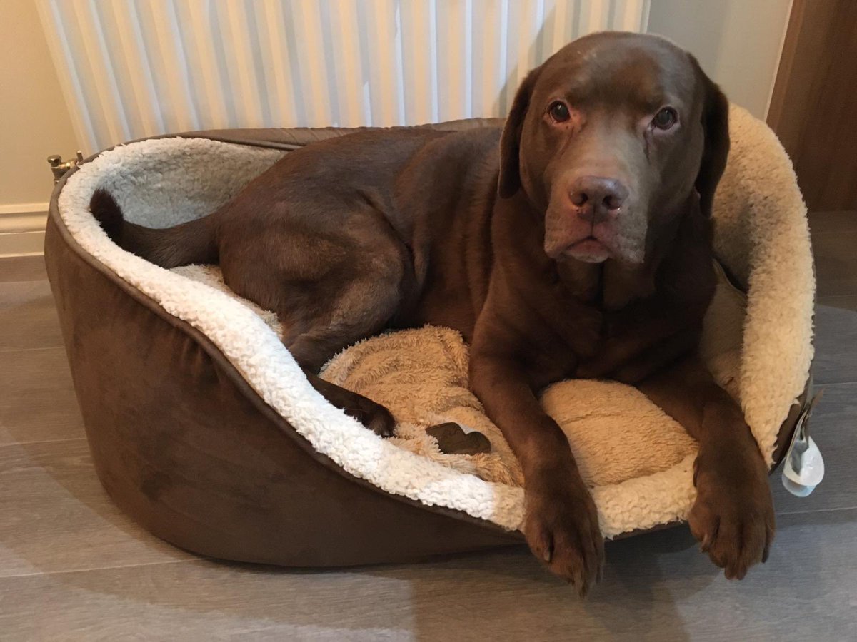 chris_piercy365's tweet photo. The wisest guy I know! #NeroTheHero #Labrador #Chocolate #DogsOfTwitter #DogsLife #Dog https://t.co/lJ8yxhl39L