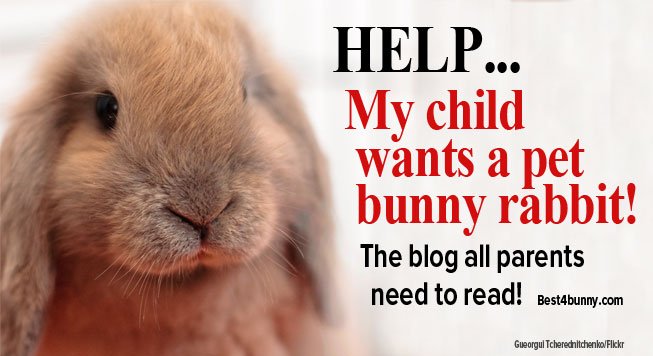 Best4bunny's tweet photo. The blog all parents need to read before bringing a bunny into their home!  https://t.co/p4Ok4rEhA3 #TuesdayThoughts https://t.co/BQHUDMH4sk