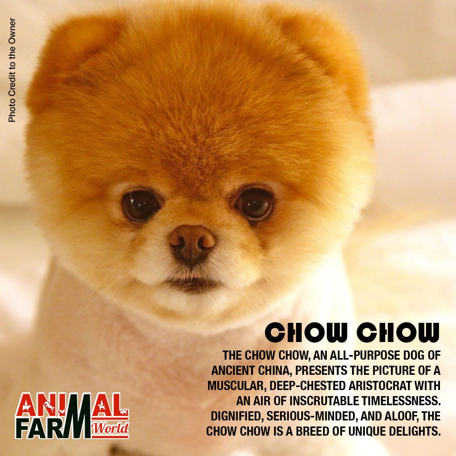 Deep Dog Example What Is A Deep Chested Dog