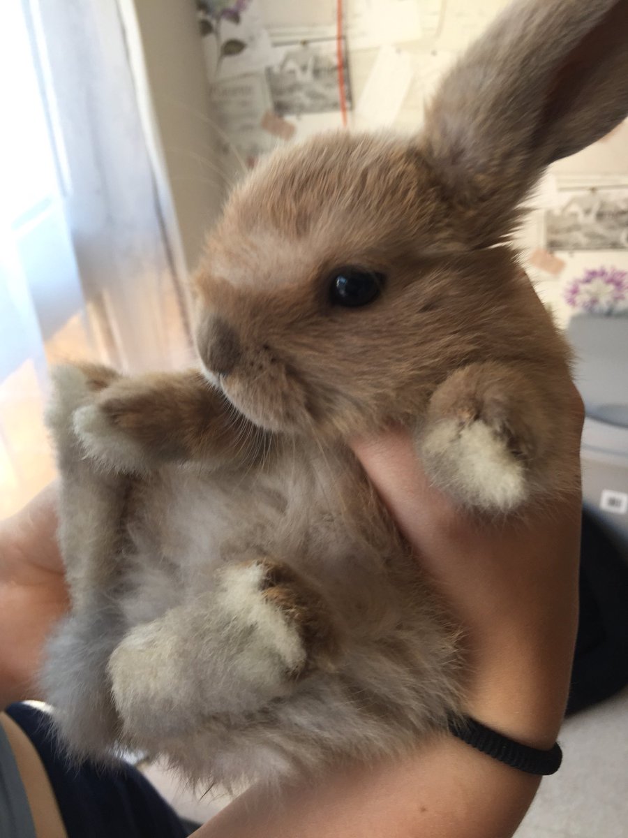 BethCFiscale's tweet photo. With only 21 days left till Christmas, everyone is working hard to meet our December deadlines, I wanted to throw it back to the day I got my bunnies and wanted a share a cute picture #RDtaxcredits #ChristmasCountdown #Christmas2018 #cute #bunnies #cutenessoverload https://t.co/yKATIz1rS5