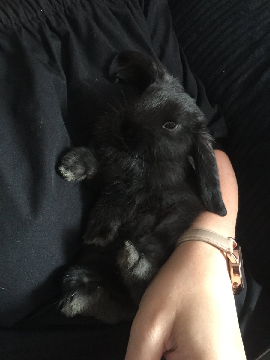 With only 21 days left till Christmas, everyone is working hard to meet our December deadlines, I wanted to throw it back to the day I got my bunnies and wanted a share a cute picture #RDtaxcredits #ChristmasCountdown #Christmas2018 #cute #bunnies #cutenessoverload