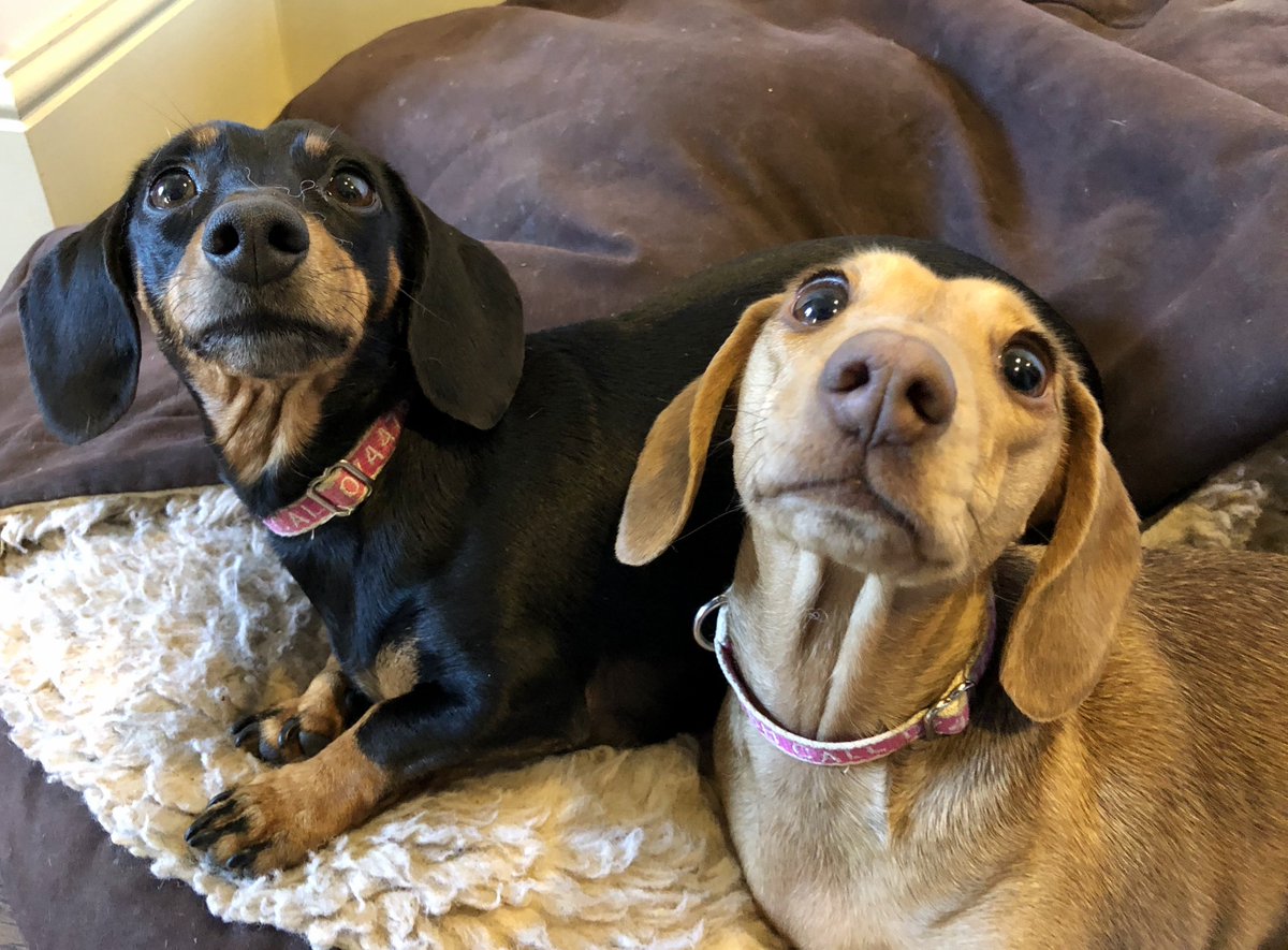 SausageDogHotel's tweet photo. "Ooh I see you have food, we also enjoy food!" - Lulu & Rosie #groakers #shareplease #weishungry https://t.co/jrNc0f3Kb9