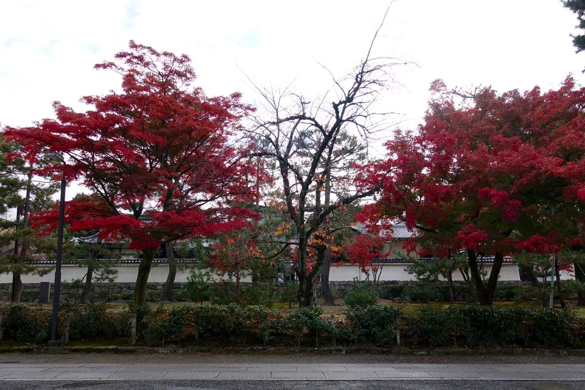 京都の紅葉 建仁寺 両足院 東福寺 勝林寺 光明院 妙法院 智積院 清水寺 Togetter