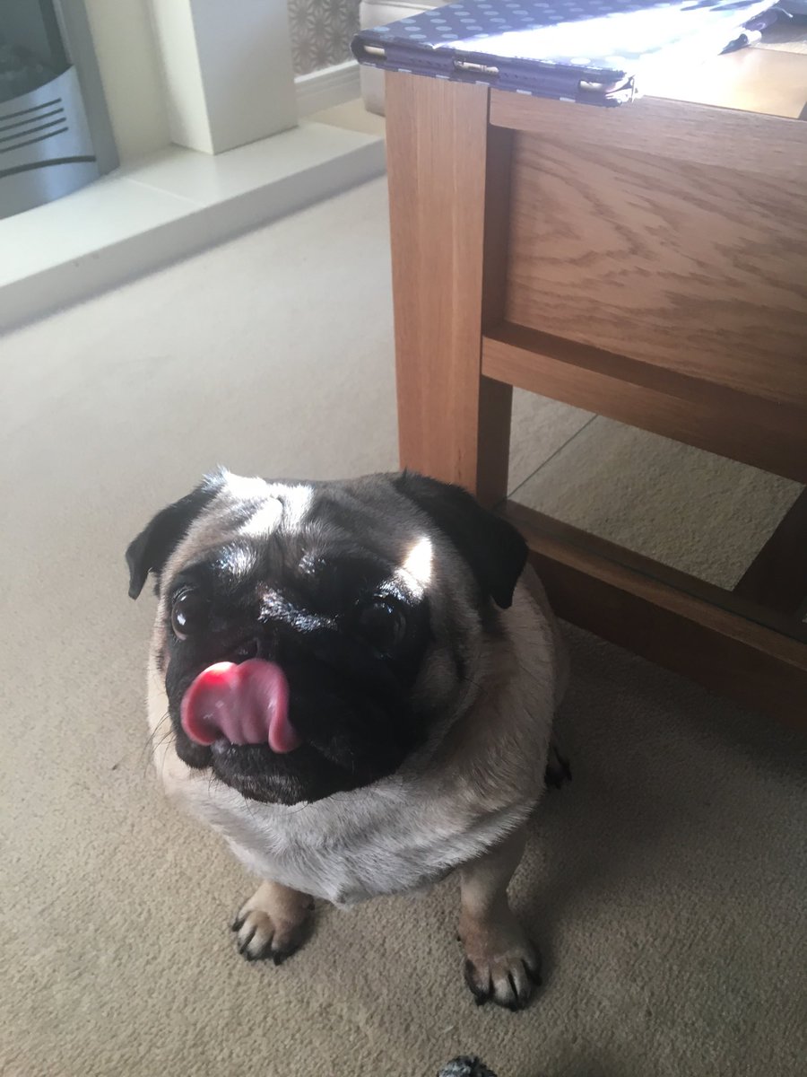 Ronnie_Pug's tweet photo. Happy #Tongueouttuesday pals. Only 20 days until #Christmas 🐾🎄⛄️⭐️🐾 https://t.co/MlRZ6dFFe7
