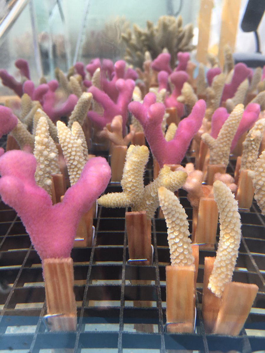 Katherina Petrou (@katherinapetrou) on Twitter photo Loving being back at Heron, but looks like another warm summer for the #coralreef <a href="/UTSResearch/">UTS Research</a> <a href="/UTS_Science/">UTS Science</a> Loving being back at Heron, but looks like another warm summer for the #coralreef <a href="/UTSResearch/">UTS Research</a> <a href="/UTS_Science/">UTS Science</a>
