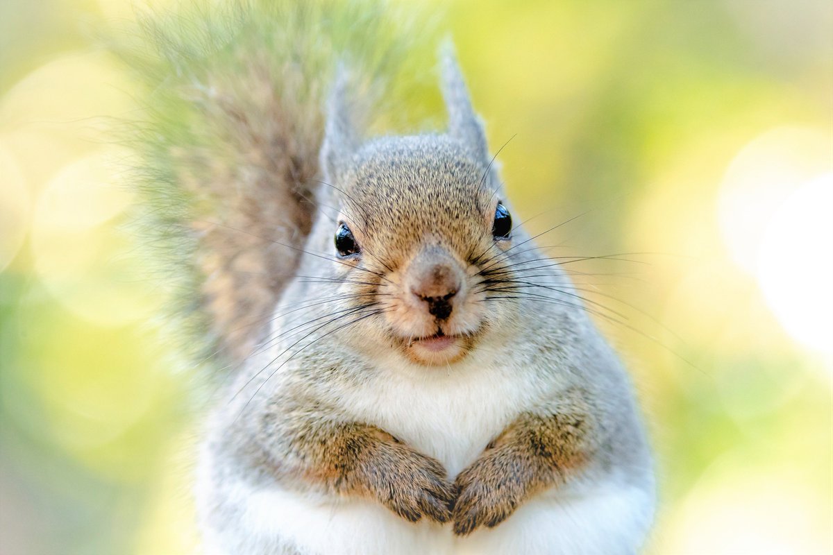 人間さん、人間さん、ようこそ小径へ」 こんなかわいいリスさんたちが