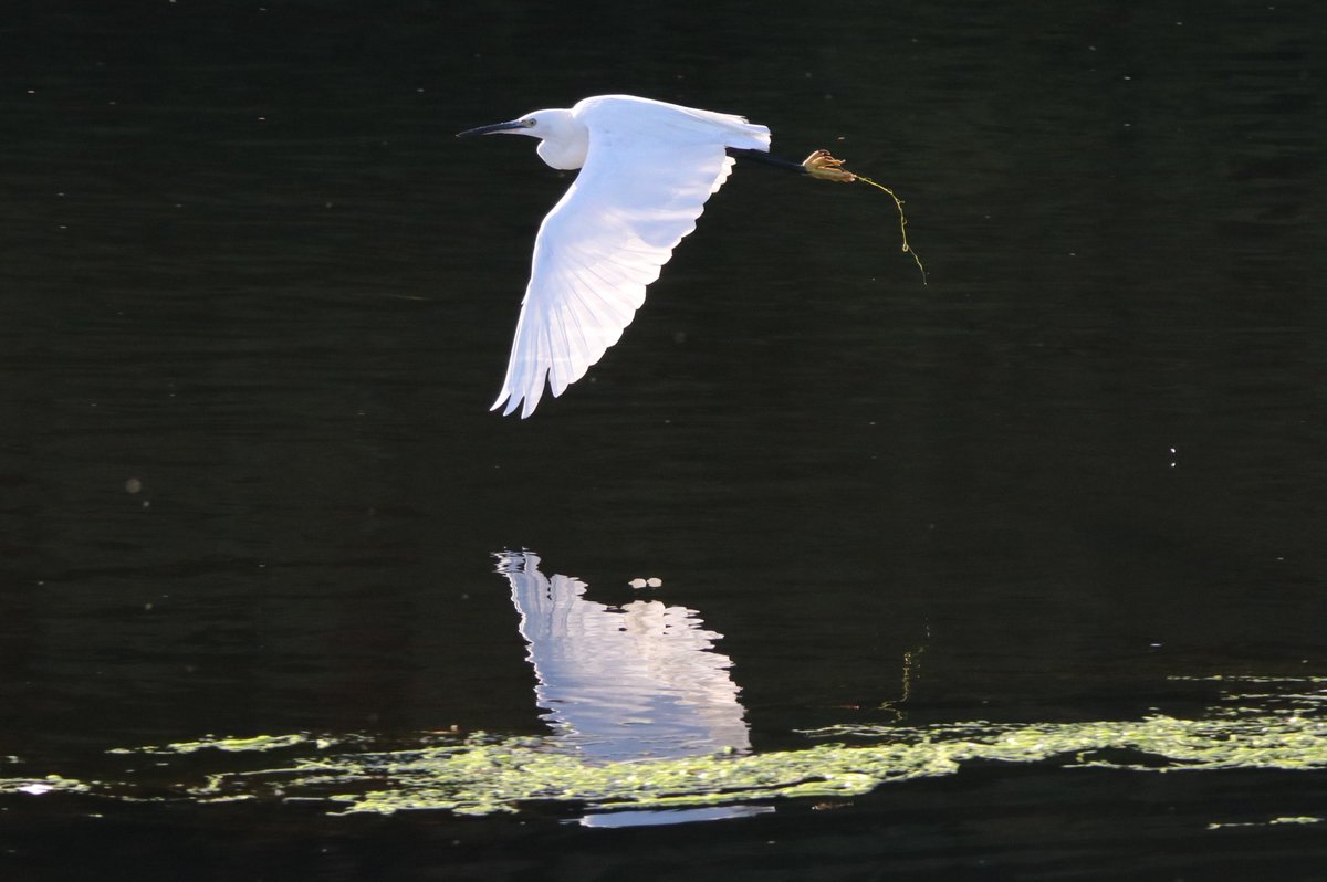 lce_nottingham's tweet photo. Another couple of terrific photos from our customer Tommy Salt taken on his @CanonUKandIE EOS 80D outfit @LCEOffers #PelhamStreet #Nottingham #PartExchangeWelcome #TommySalt #RSPB #Train #PhotoHour #Canon #EOS #80D #NaturePhotography https://t.co/iLkmeE3YxX