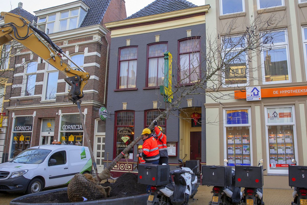 Vanochtend hebben we in de Astraat vier Christusdoornen geplant. Flinke  exemplaren zijn het van twaalf meter hoog. Volgende week planten we in  de Brugstraat nog drie bomen.