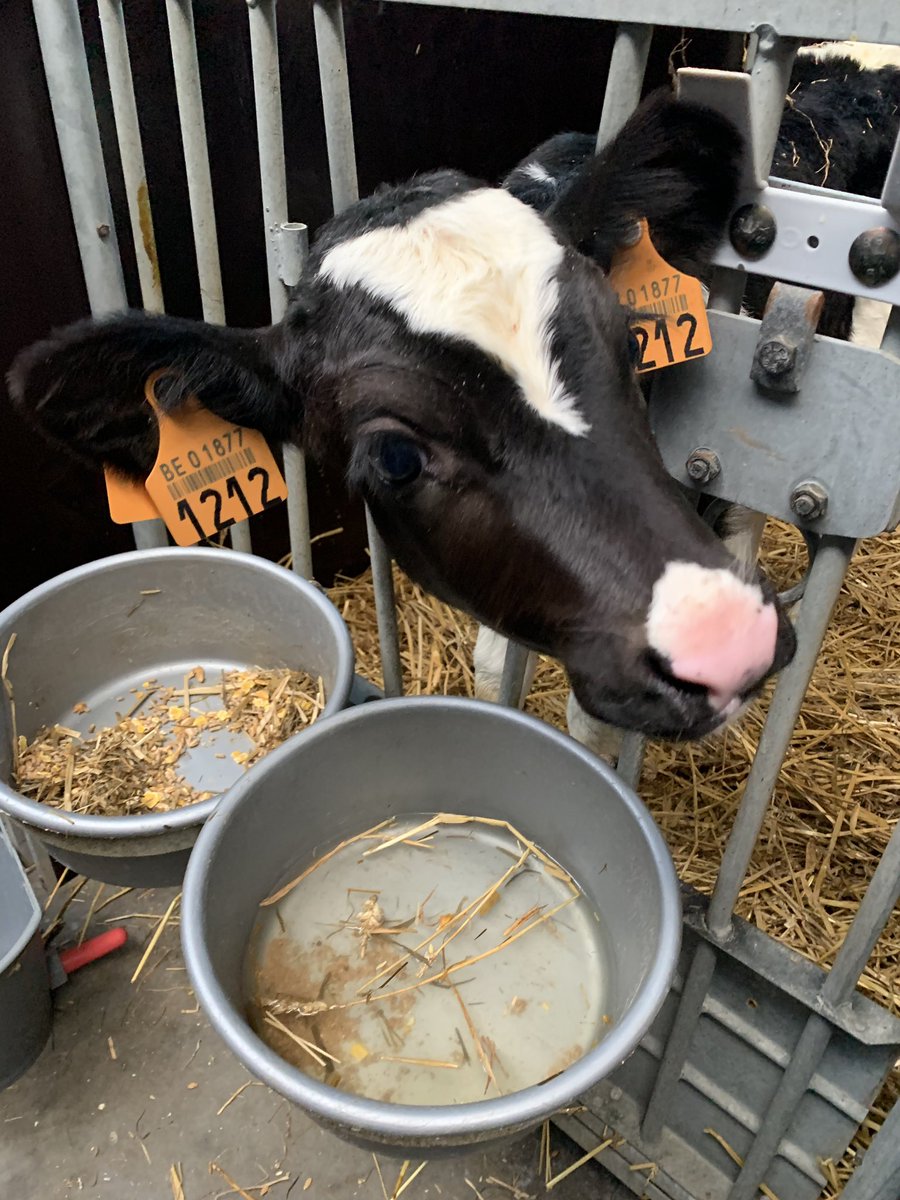 sjgadd's tweet photo. Brilliant farm visit to see a typical Dairy farm in Belgium organised by @_CEJA_ . 
My favourite kind if Agri brunch! https://t.co/66PRAIdd0A