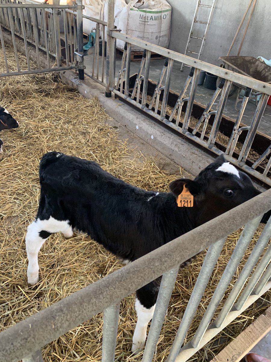 sjgadd's tweet photo. Brilliant farm visit to see a typical Dairy farm in Belgium organised by @_CEJA_ . 
My favourite kind if Agri brunch! https://t.co/66PRAIdd0A