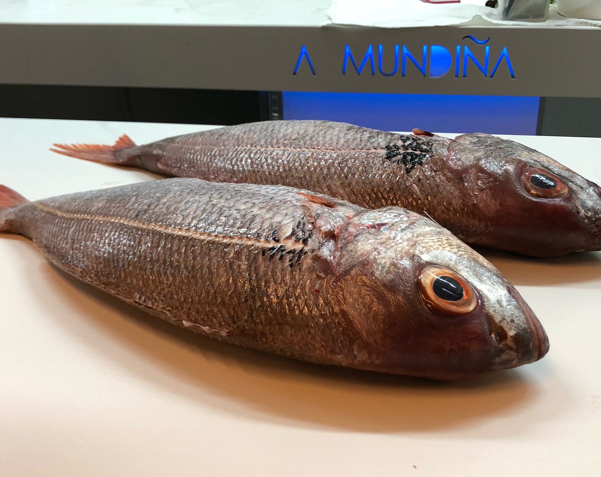 AMundina's tweet photo. Besugo de categoría 👌🏼🎣🔝#bosdias #coruña #producTop #felizmartes https://t.co/IczPPzgP2m