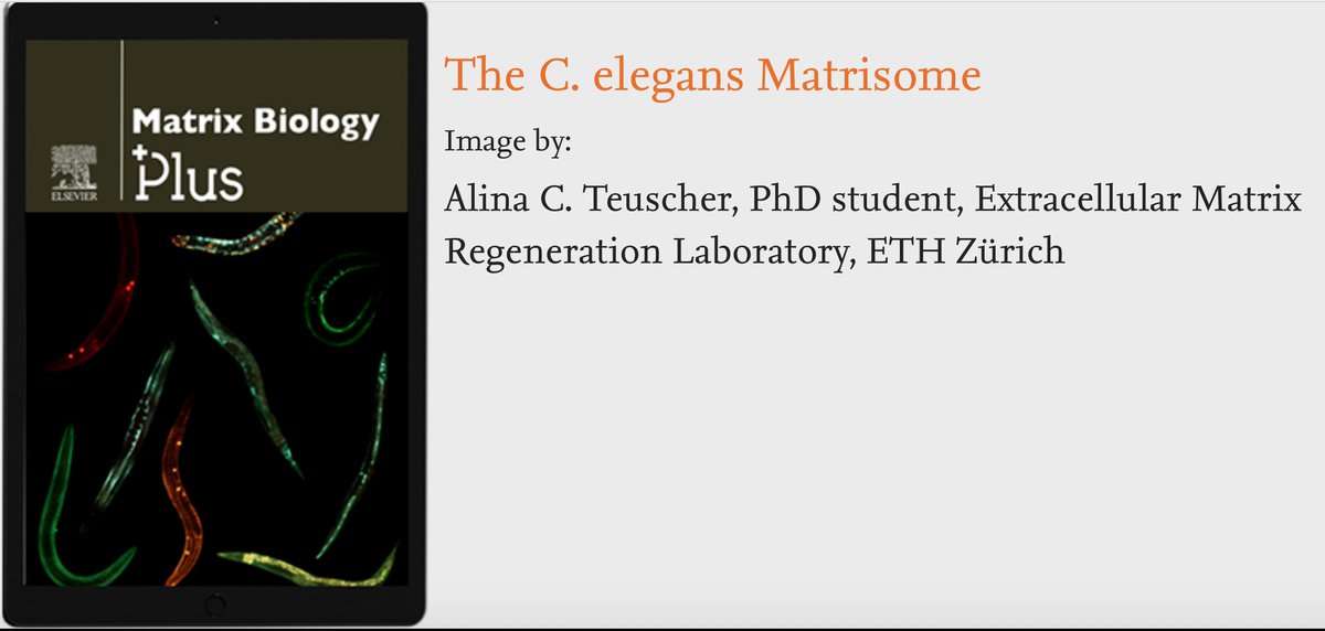 Collin Ewald (@collinewald) on Twitter photo Check out our submitted cover "The C. elegans #Matrisome" from <a href="/Alincaro_T/">Alina Teuscher</a> #EwaldLab for the competition of the first cover of the newly launched journal of Matrix Biology Plus. Collaborative #Matrisome work with @NabaLabUIC & <a href="/jan_gebauer/">Jan Gebauer</a>. journals.elsevier.com/matrix-biology… Check out our submitted cover "The C. elegans #Matrisome" from <a href="/Alincaro_T/">Alina Teuscher</a> #EwaldLab for the competition of the first cover of the newly launched journal of Matrix Biology Plus. Collaborative #Matrisome work with @NabaLabUIC & <a href="/jan_gebauer/">Jan Gebauer</a>. journals.elsevier.com/matrix-biology…