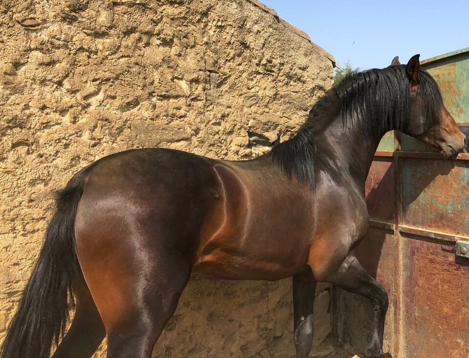 InfoTORRENS's tweet photo. #pre #CaballoEspañol #potr@s https://t.co/kLfLZHjsVl