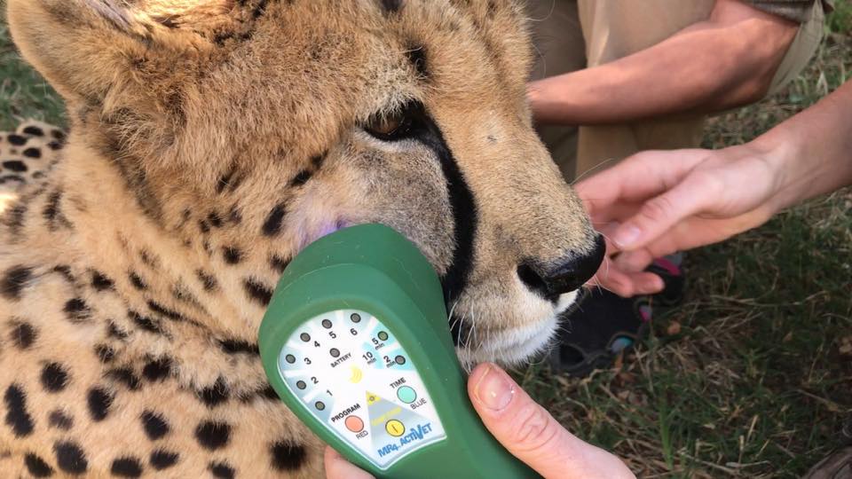 MultiRadiance's tweet photo. Treating an abscess using super pulsed laser therapy for inflammation and blue light for infection #InternationalCheetahDay https://t.co/w67iuNIMNj
