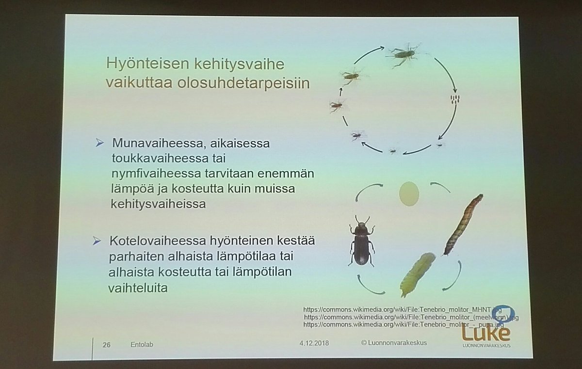 Jarkko_Niemi's tweet photo. Hyönteisen kehitysvaihe vaikuttaa sen tarvitsemiin elinolosuhteisiin ja ravintoon sanoo @LukeFinland Maija Karhapää #ENTOLAB seminaarissa Seinäjoella. Sovellettaisiinko vaiheruokintaa myös hyönteisille? https://t.co/G8AJOXnY6n
