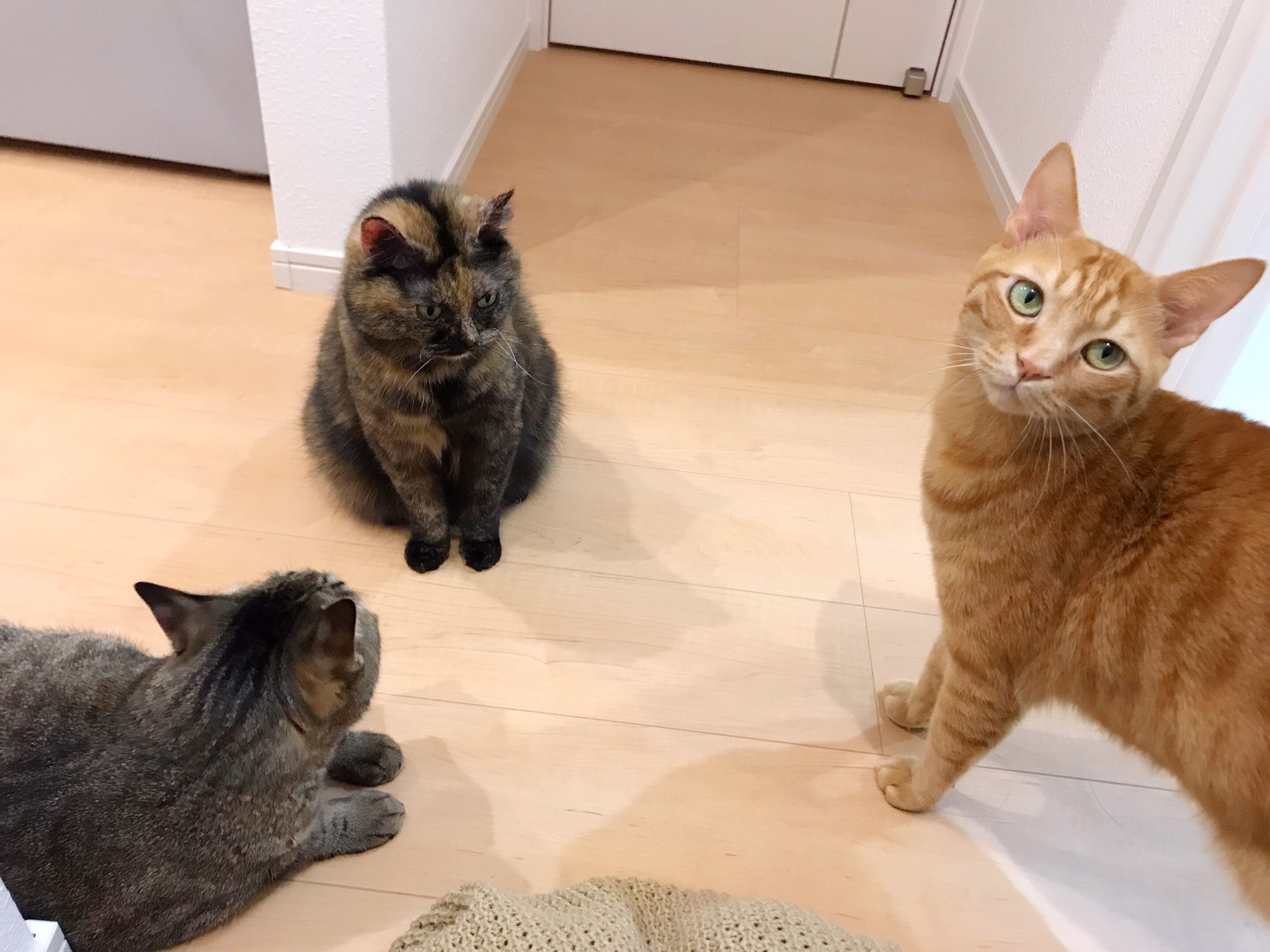 ゆあ ライター どうして猫カフェで浮気をしてきたのかと 態度で責められてる ごめんなさい W T Co 0u7k4fkxuk Twitter