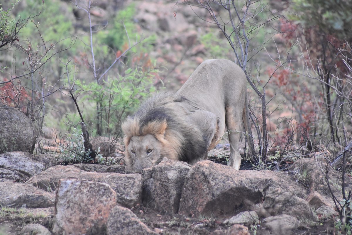 MorokoloLodge's tweet photo. Morokolo Sightings Diary

The lion, ready to pounce, was spotted by one of our guests recently.
@MorokoloLodge . #sightings #lionsview #safaris #lionfamily #Africanbig5 #gameviewing #grasslands #homeinthewild https://t.co/N6cgHPxWcb