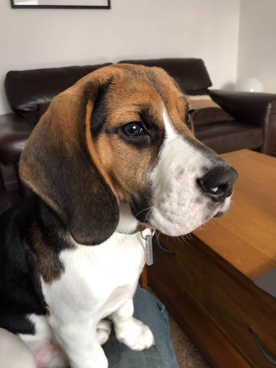 So, my hooman weighed me this morning.  I’m now a lovely 10.2kg and 16 weeks old!!  Daddy says I’m going to be a chunk #beagle