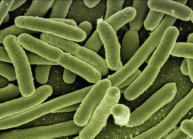 Gut microbes: friend or foe? Our deputy director Prof Julian Marchesi unmasks our microbial make-up in The Times. Should we take probiotics? What about prebiotics? And how do we take care of our gut? Answers to all of these and more: bit.ly/2QbBZJq
