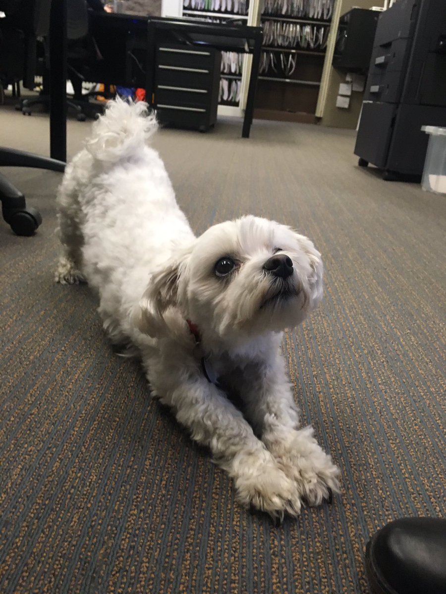 HPA_Lancaster's tweet image. Teds in today. Making sure everyone keeps moving #activeoffice #officedog