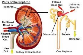 IRJ_Jrest's tweet photo. Physicochemical and hydrocarbon content of effluent
from Port-Harcourt refining company and its effect on
renal function of albino rats
#Effluent #physicochemical #PAH #renal toxicity https://t.co/xroMtVKZ9A