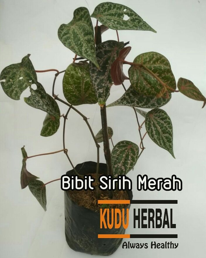 kuduherbal's tweet photo. Jual bibit tanaman obat sirih merah
Yang minat, geser via wa ya: 085727812151

 #jualtanamanobat, #bibitsirihmerah, #daunsirihmerahmurah, #sirihmerahsemarang, #tanamansirihmerah, #sirihmerah, #jualdaunsirihmerah, #jualbibitsirihmerah,

https://t.co/kntiujR4ml https://t.co/fh38EH4nMl