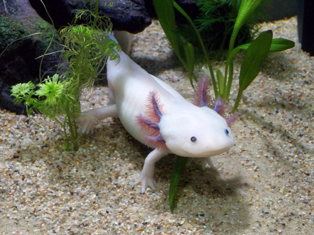 qikipedia's tweet photo. The axolotl's remarkable power of regeneration means that they can regrow the same limb 100 times, with no sign of scarring or damage. https://t.co/RbvK8Dnt0p