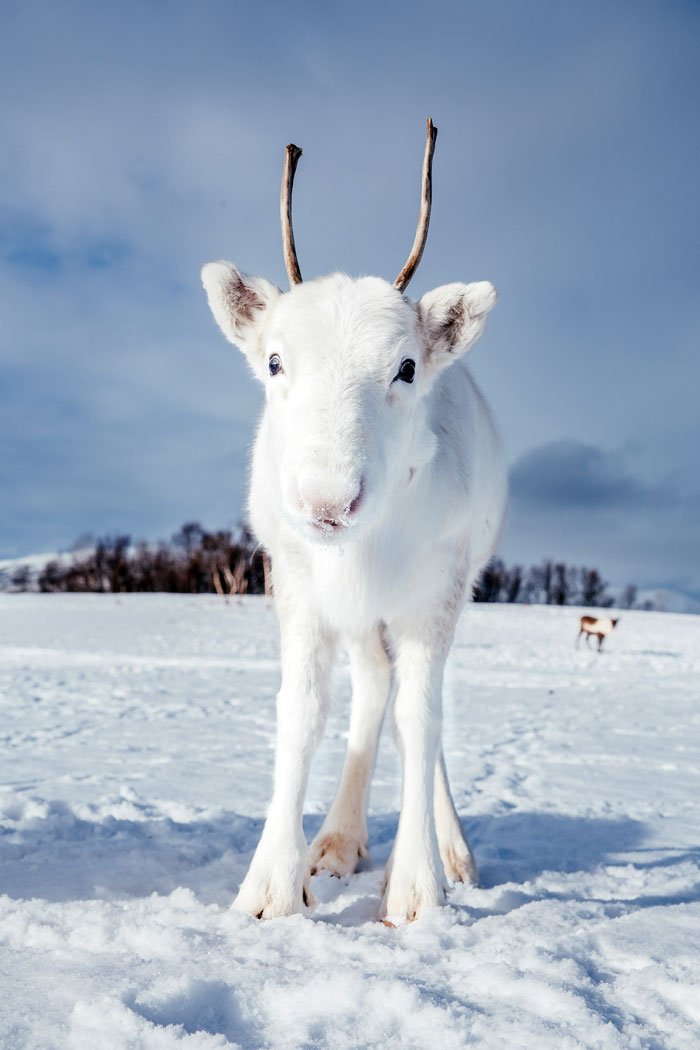 BoreeSteve's tweet photo. Extremely rare white baby #reindeer from Norway! ๐ https://t.co/4OQe1G6iix