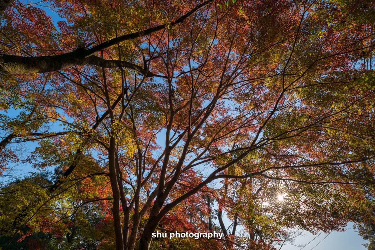 OsakaJapan2018's tweet photo. 奈良宇陀の秋🍁2018
Location: Nara,Japan
#sonyA7R3 #sigma20mmart ＃kani_filter #autumn https://t.co/wQD14u7dxW