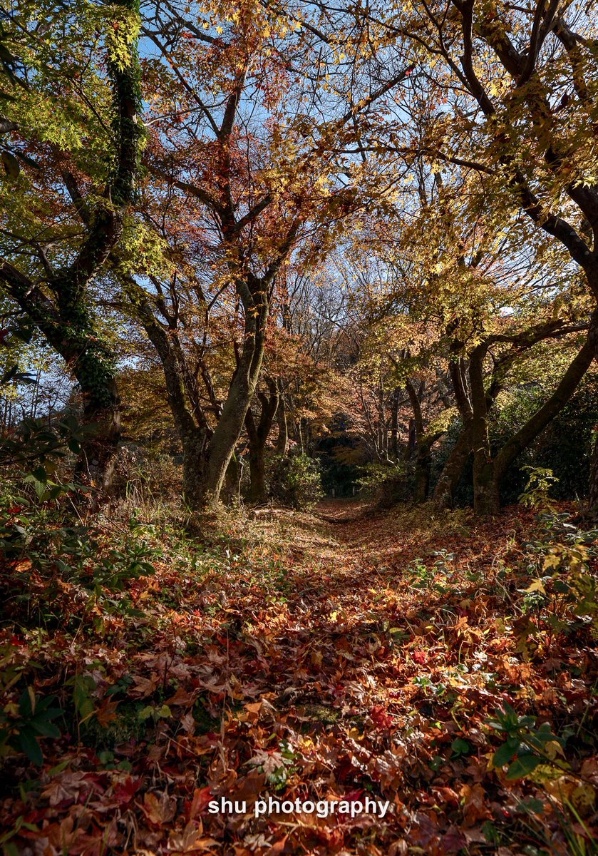 OsakaJapan2018's tweet photo. 奈良宇陀の秋🍁2018
Location: Nara,Japan
#sonyA7R3 #sigma20mmart ＃kani_filter #autumn https://t.co/wQD14u7dxW