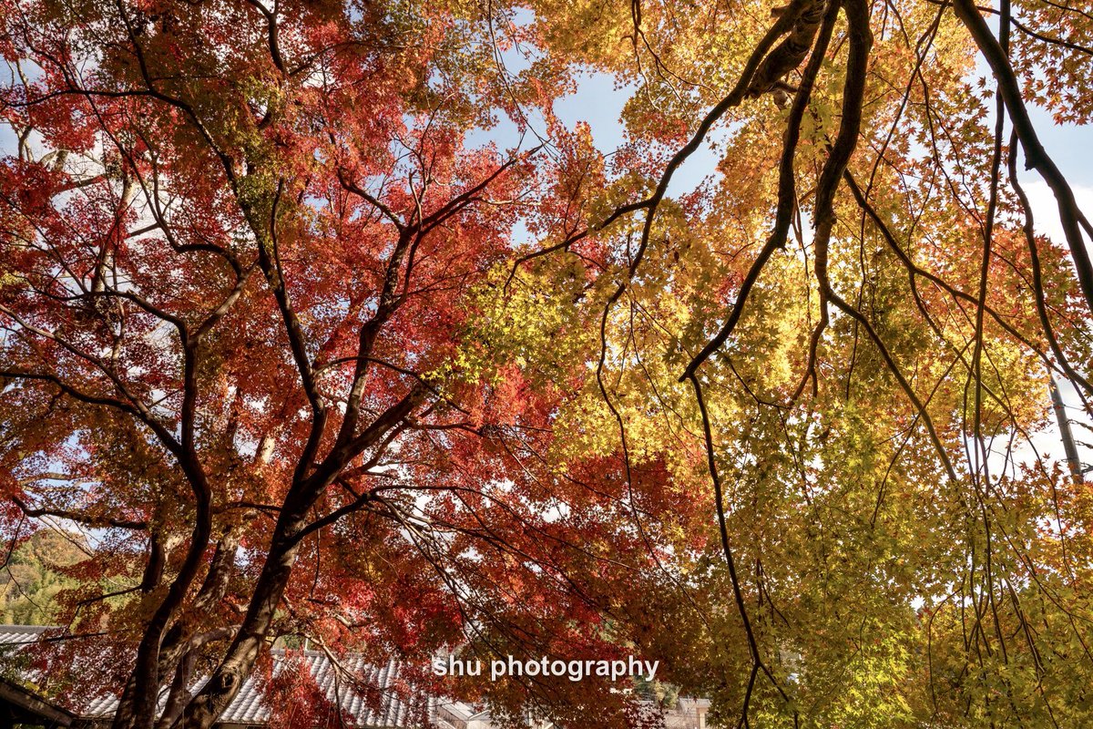 OsakaJapan2018's tweet photo. 奈良宇陀の秋🍁2018
Location: Nara,Japan
#sonyA7R3 #sigma20mmart ＃kani_filter #autumn https://t.co/wQD14u7dxW