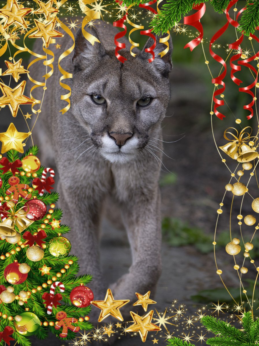 TheBigCatSanct's tweet image. On the fourth day of #Christmas, my true love gave to me... Yazhi! ❤️ #adventcalendar #christmascountdown #puma #cougar #mountainlion