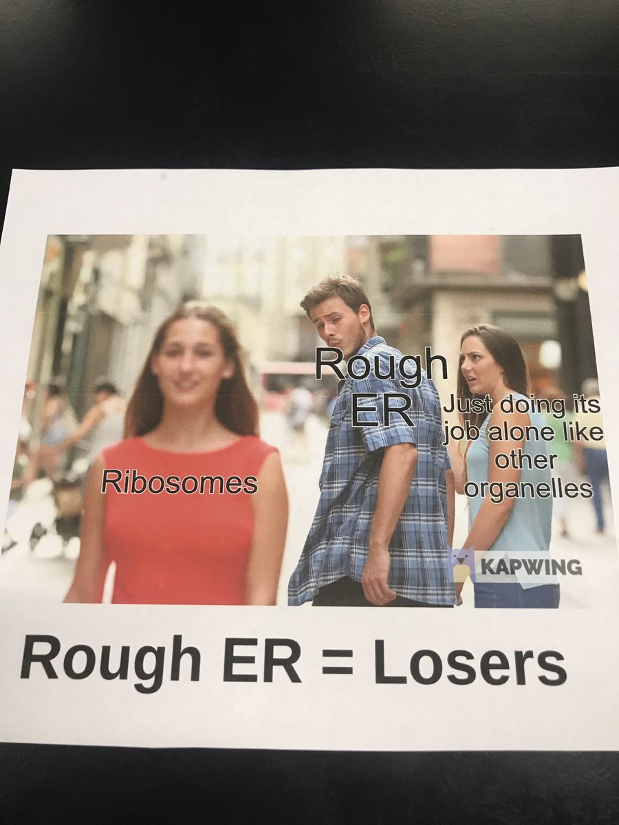 Cholorplast1's tweet photo. #OrganelleWars @HApbio Rough ER more like really irrelevant https://t.co/H4ToqIyHJu
