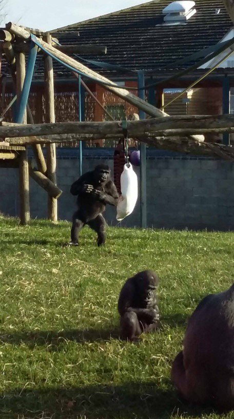 Well this is slightly different...
We recently took a call from <a href="/TwycrossZoo/">Twycross Zoo</a> looking for fenders to keep their monkeys and goats entertained.

We were only too happy to oblige by sending them some old boat fenders from our workshop!
