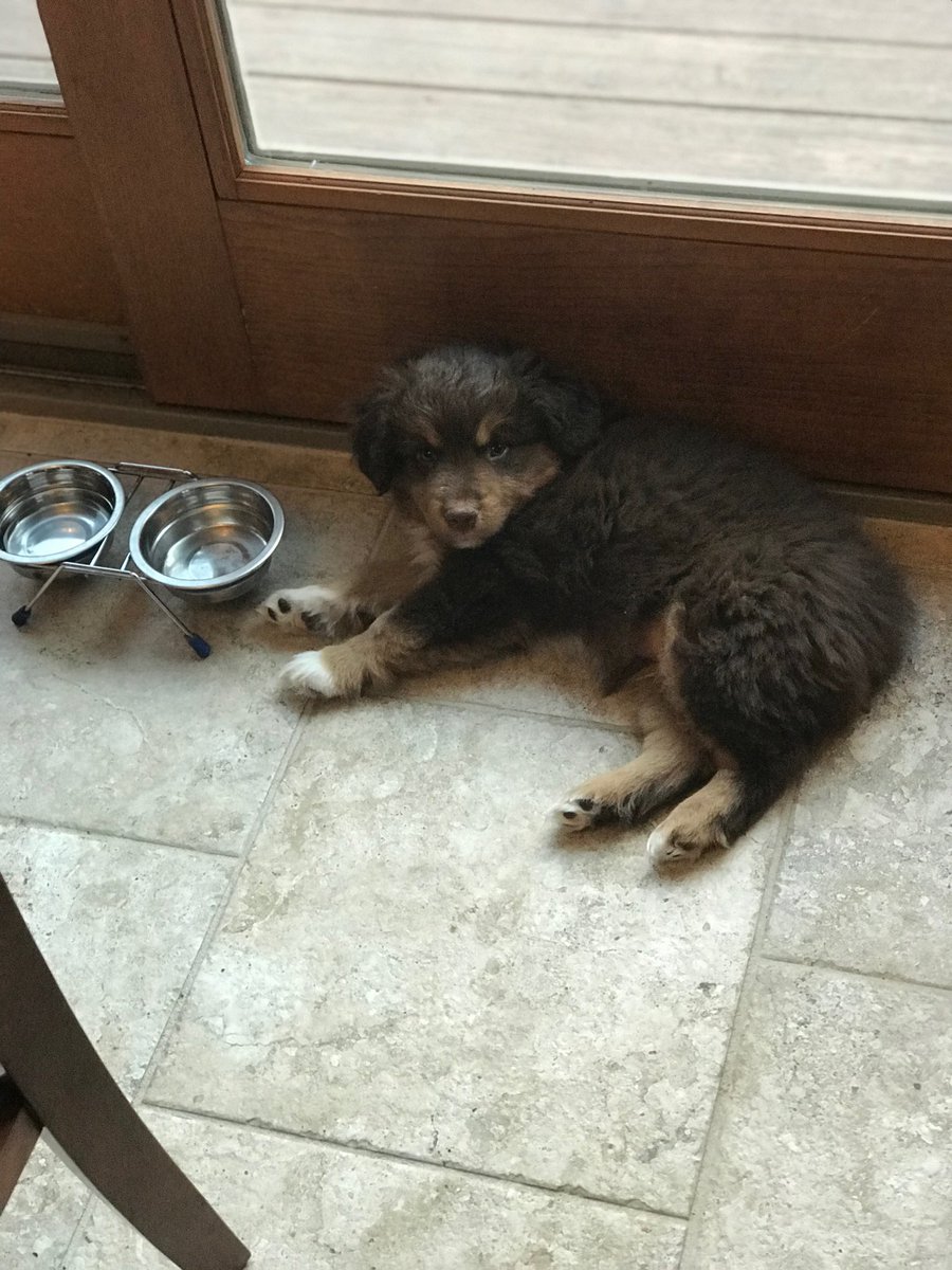 silverbliss's tweet photo. My mom sends me #dailychase photos without being prompted for one now. https://t.co/uy8aDHfmsP