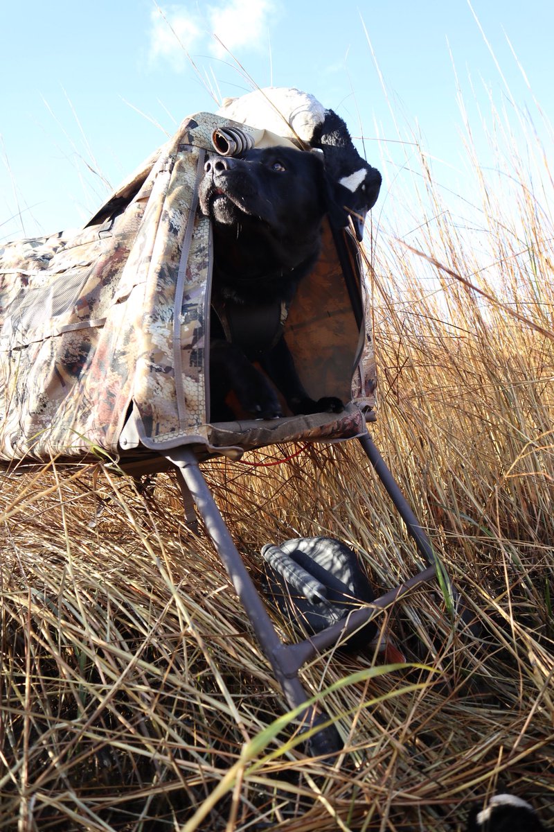 Eyes on the prize! 👀 @Beretta_1526 @Beretta_USA @FederalPremium @drakewaterfowl @TFh20fowl @SportDOGBrand @DailyWaterfall #beretta #berettatribe #berettadog #federalpremium #newyorkarea #drakewaterfowl #tanglefreewaterfowl #sportdogbrand #beretta_usa #beretta