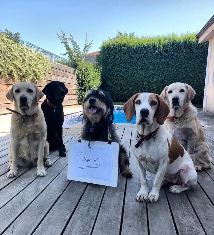 Lo mejor del año #top2018dinahosting fue perder a mi perro "Súper" para vivir el momento de nuestro reencuentro. Tras casi 3 días de búsqueda, lo encontré y así agradecimos toda la familia los apoyos recibidos durante esos días tan complicados. 🐶❤️