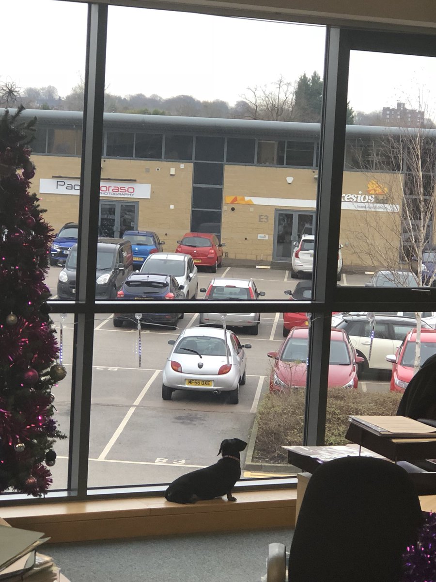 michelleblunt's tweet photo. On day 3 of the annoying office elf on the shelf. I much prefer our Millie as Mill on the Cill!!! ❤️ One of our Directors of First Impressions keeping an eye on the car park!! https://t.co/S8zpUsWQ7b