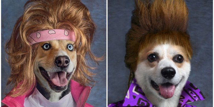 Funny dogs Wearing 80's Outfits ---> businessinsider.com/funny-dog-pict… #doglover #funnydog