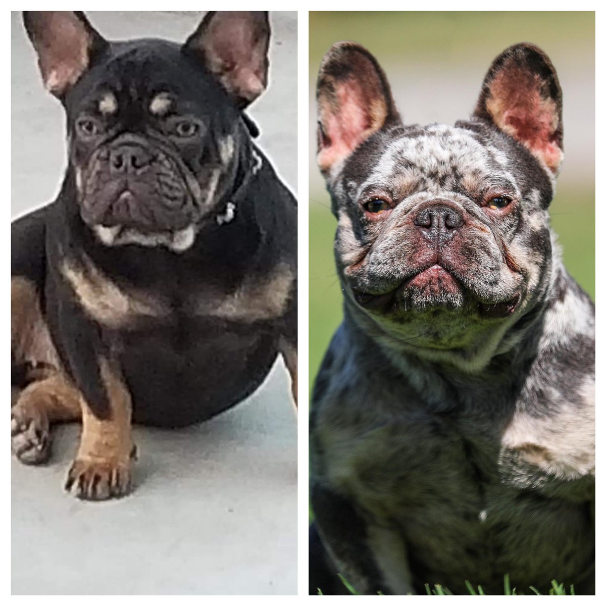 super frenchies