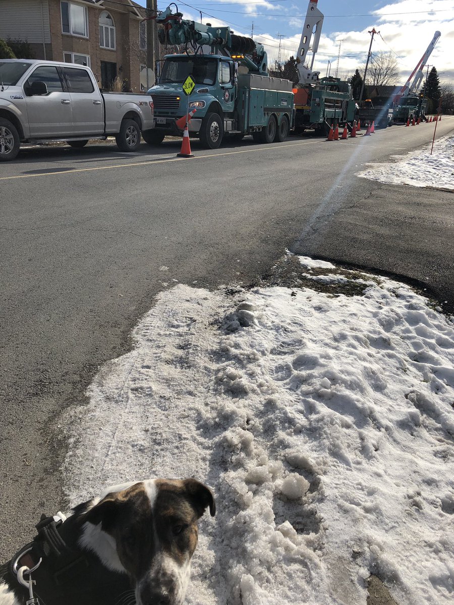 stblfoundations's tweet photo. Today we walked in town on garbage day!  Met hydro men and are now napping!  #DaisyMae #therapydogintraining #mutts #rescuedog https://t.co/eL3JDigfgC