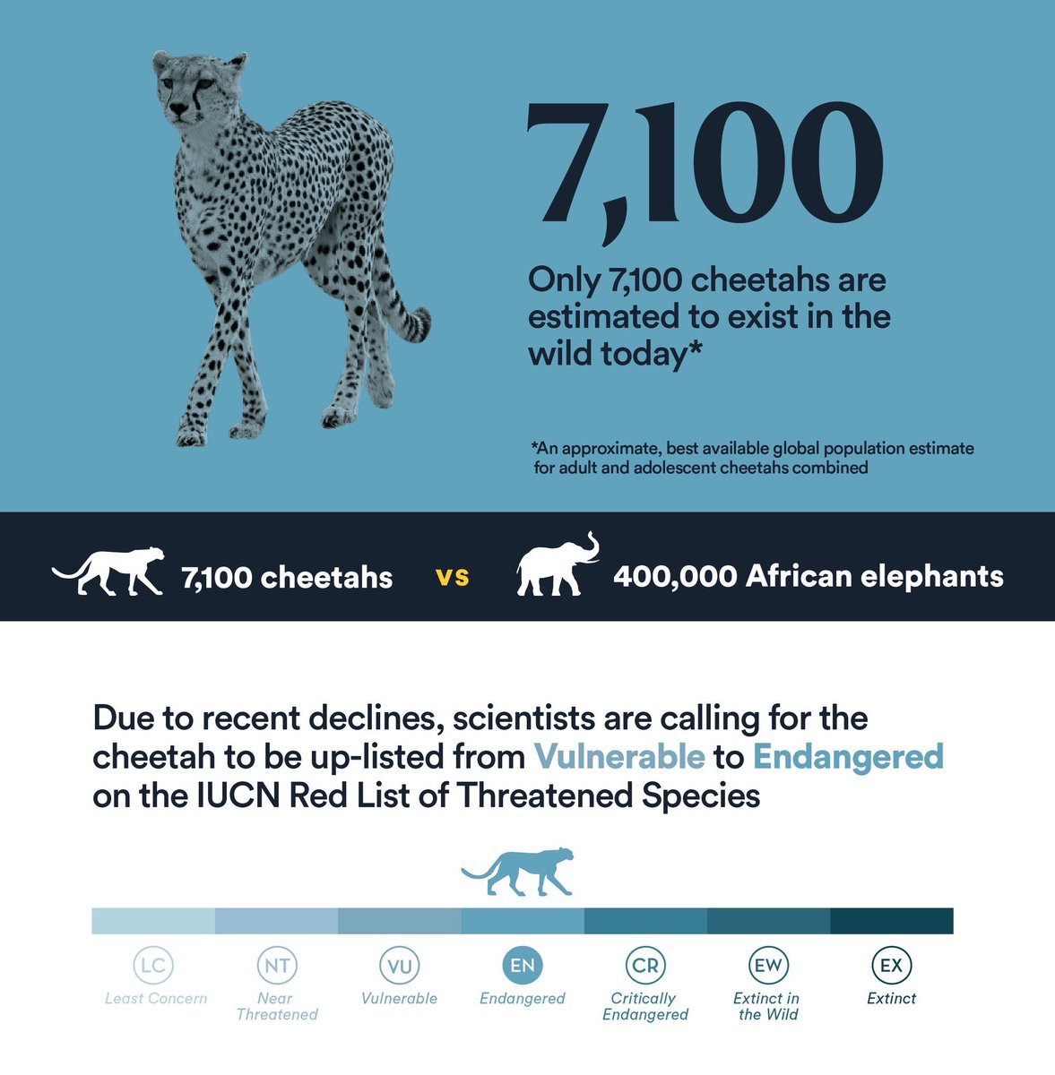 EZoosociety's tweet photo. It's #InternationalCheetahDay 
Sadly, cheetahs often come into conflict with communities as human populations grow in their habitat. 
#EPZS #SUPPORT #FUND #ITSWHATWEDO #CONSERVATION https://t.co/aU17N268pN