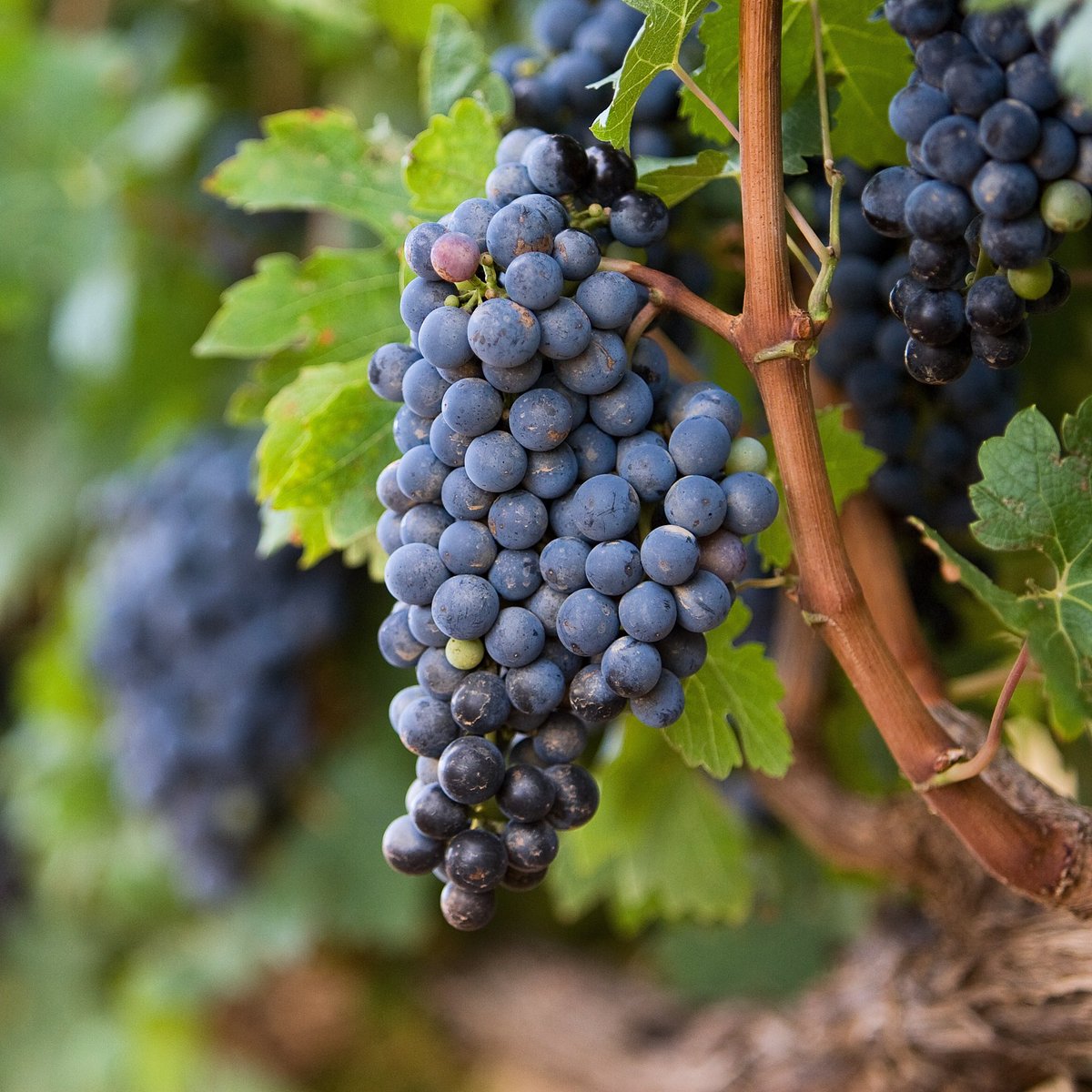DavidFrostWine's tweet photo. Months in the making... December is summer season in South Africa and our grapes are growing 
https://t.co/WRolAKRO5Z
#traveltuesday #westerncape https://t.co/x0r2YpInm2