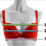 MistressKay's tweet photo. DETERMINE YOUR BRA SIZE: IT’S AS EASY AS 1-2-3 I found this brilliant site with useful information, and a calculator for European sizes too, so have fun using it!https://t.co/6egoS0DKXV https://t.co/MCDnwtuchj