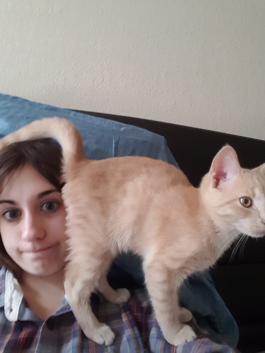 OrangeCatMom's tweet photo. life with a cat: https://t.co/c61776X6xV