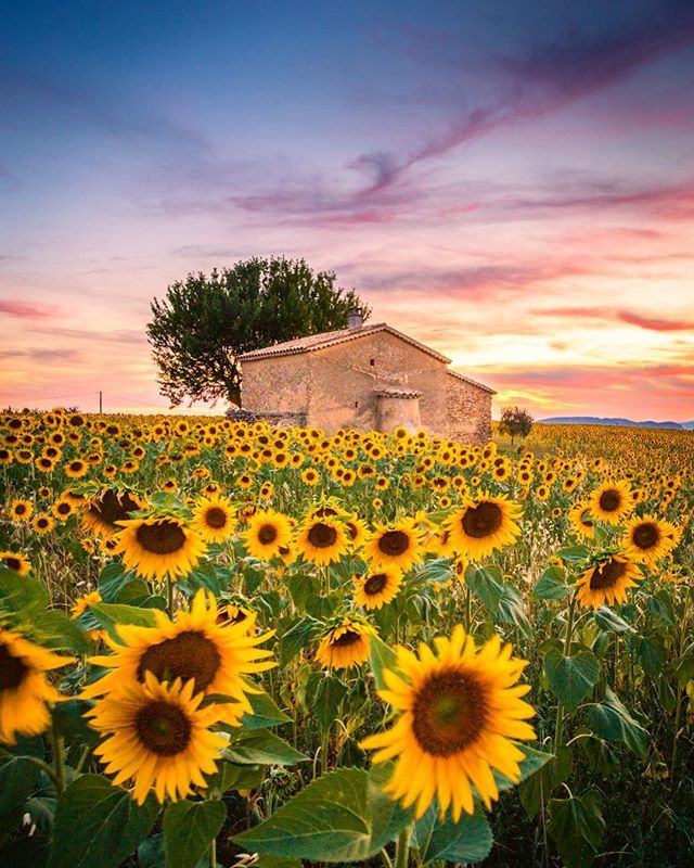 stefanotermanin's tweet photo. Good old memories...
•
•
•
•
#globe_travel #discover_globe #awesomeearthpix #globewanderer #earthpix #discover_vacations #awesomeearth #landscape_kings #landscape_lover #landscape_hunter #bd #clickalps #provence #visit_france #france #valensole #ig_c… https://t.co/0g1b72B6ti https://t.co/Iy39VTZebn