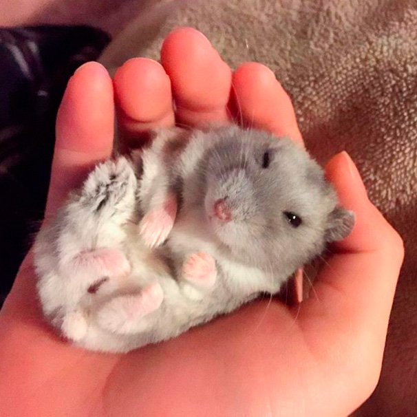 yourproblem_1's tweet image. Мои друзья зовут меня хомой.Я правда похожа на хомяка?